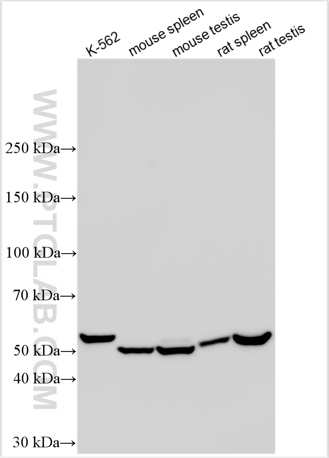 WB analysis using 13951-1-AP