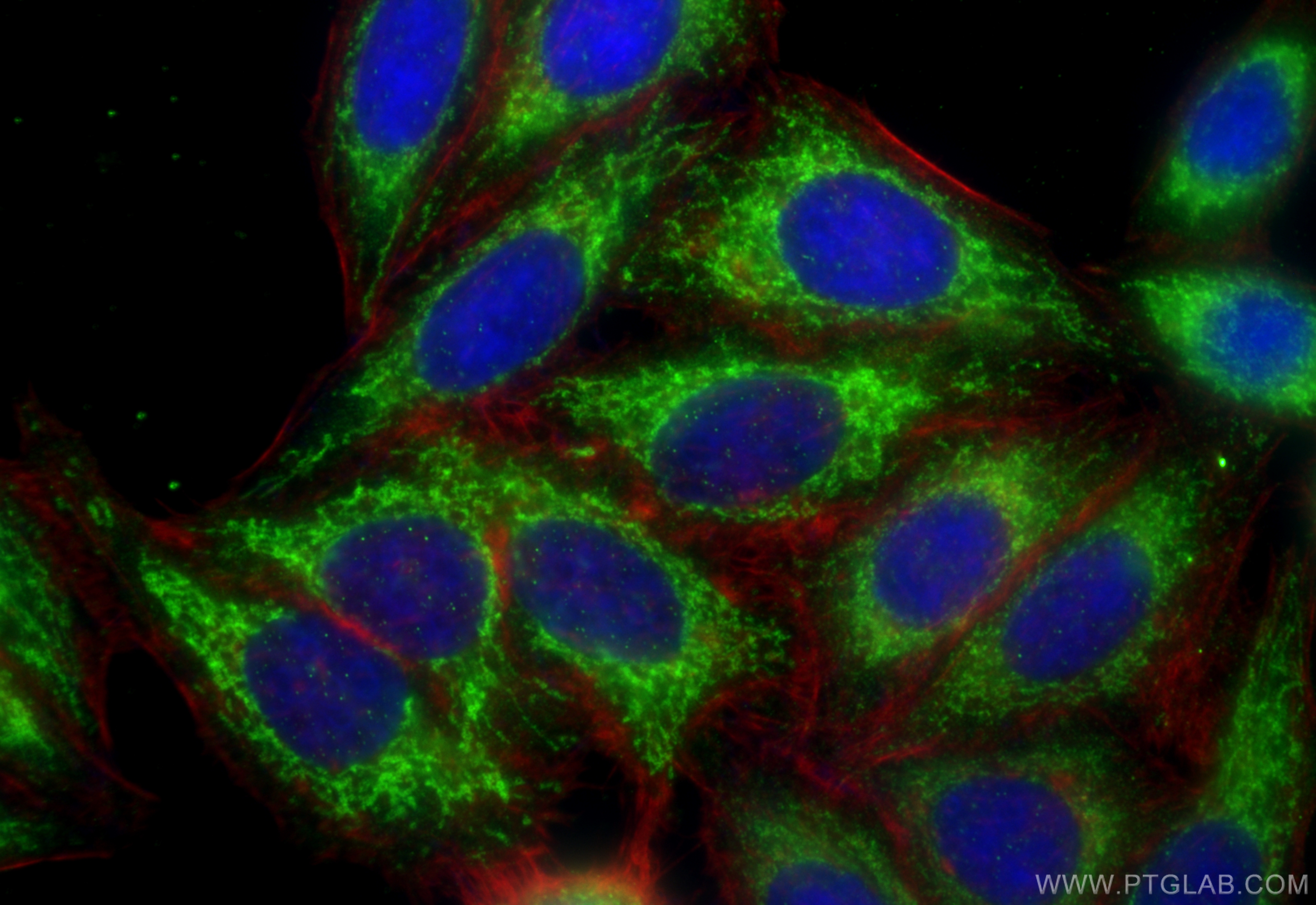 IF Staining of HepG2 using 22220-1-AP