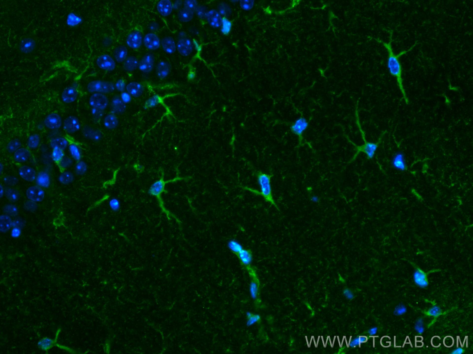 IF Staining of mouse brain using 68018-1-Ig