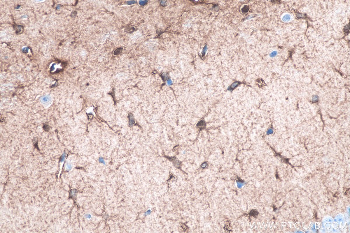 IHC staining of mouse brain using 68018-1-Ig