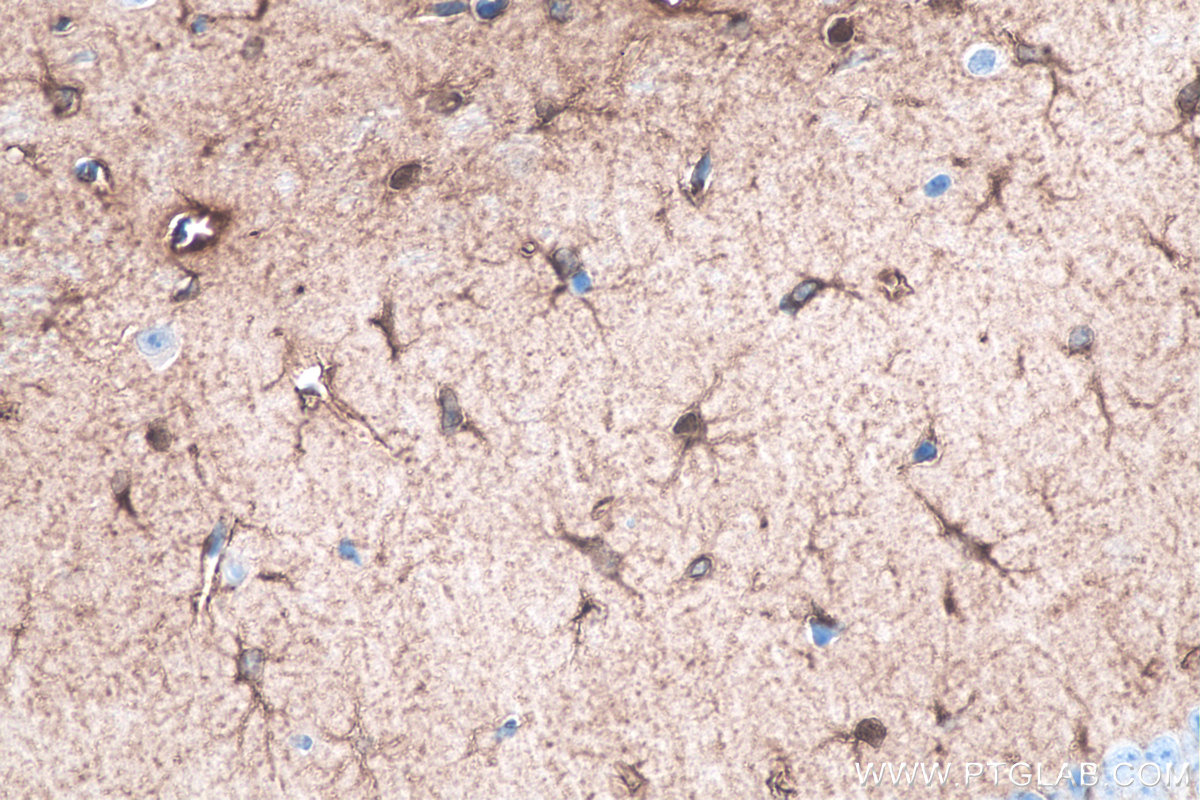 IHC staining of mouse brain using 68018-1-Ig (same clone as 68018-1-PBS)