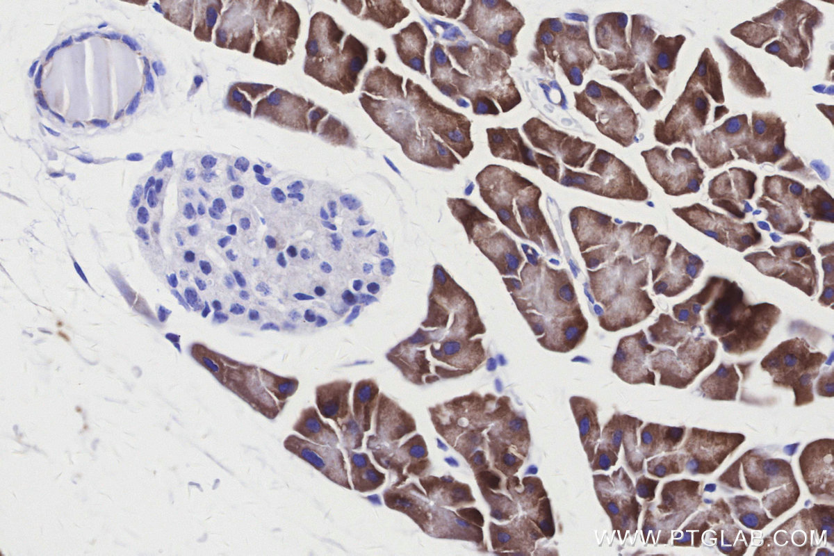 IHC staining of mouse pancreas using 85980-2-RR