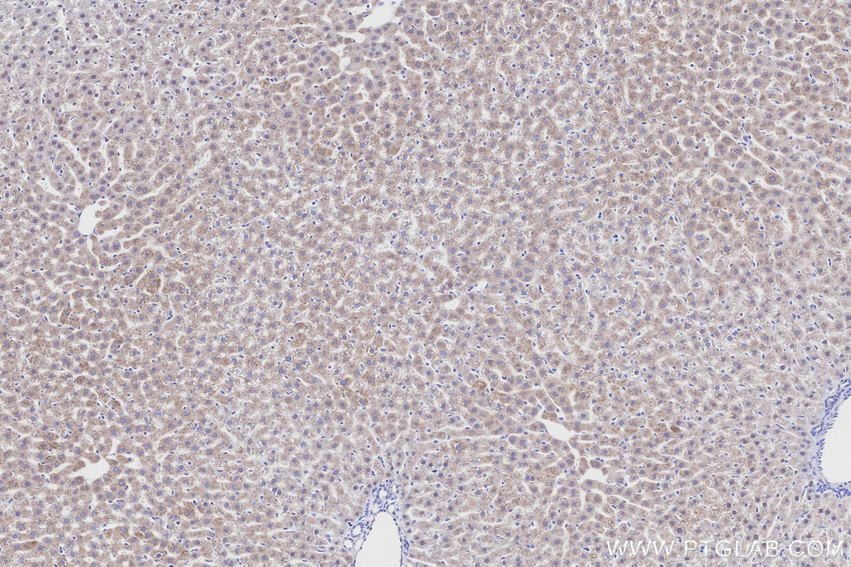 IHC staining of rat liver using 85980-2-RR