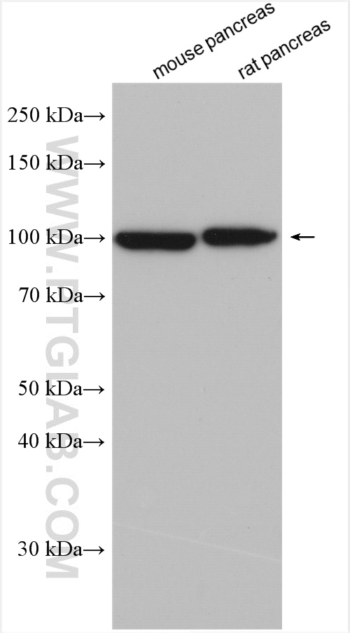 WB analysis using 21391-1-AP