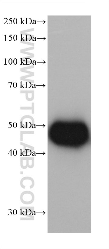 WB analysis of pig liver using 68237-1-Ig (same clone as 68237-1-PBS)
