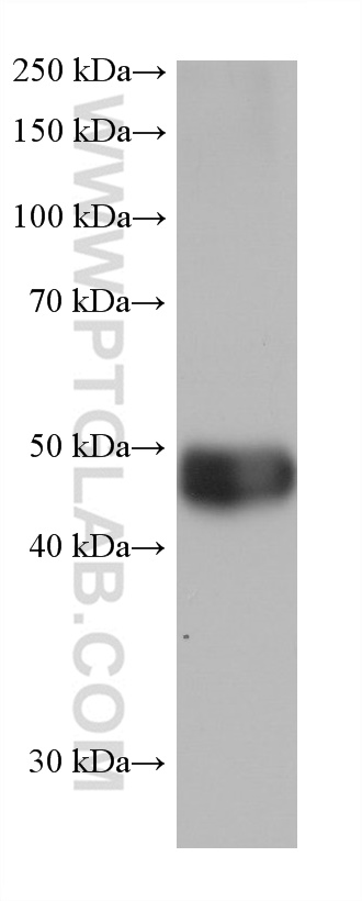 WB analysis of rat liver using 68237-1-Ig (same clone as 68237-1-PBS)
