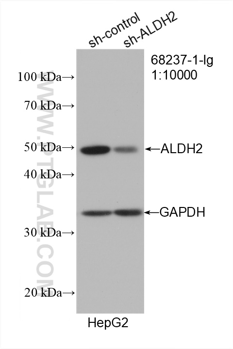 WB analysis of HepG2 using 68237-1-Ig (same clone as 68237-1-PBS)