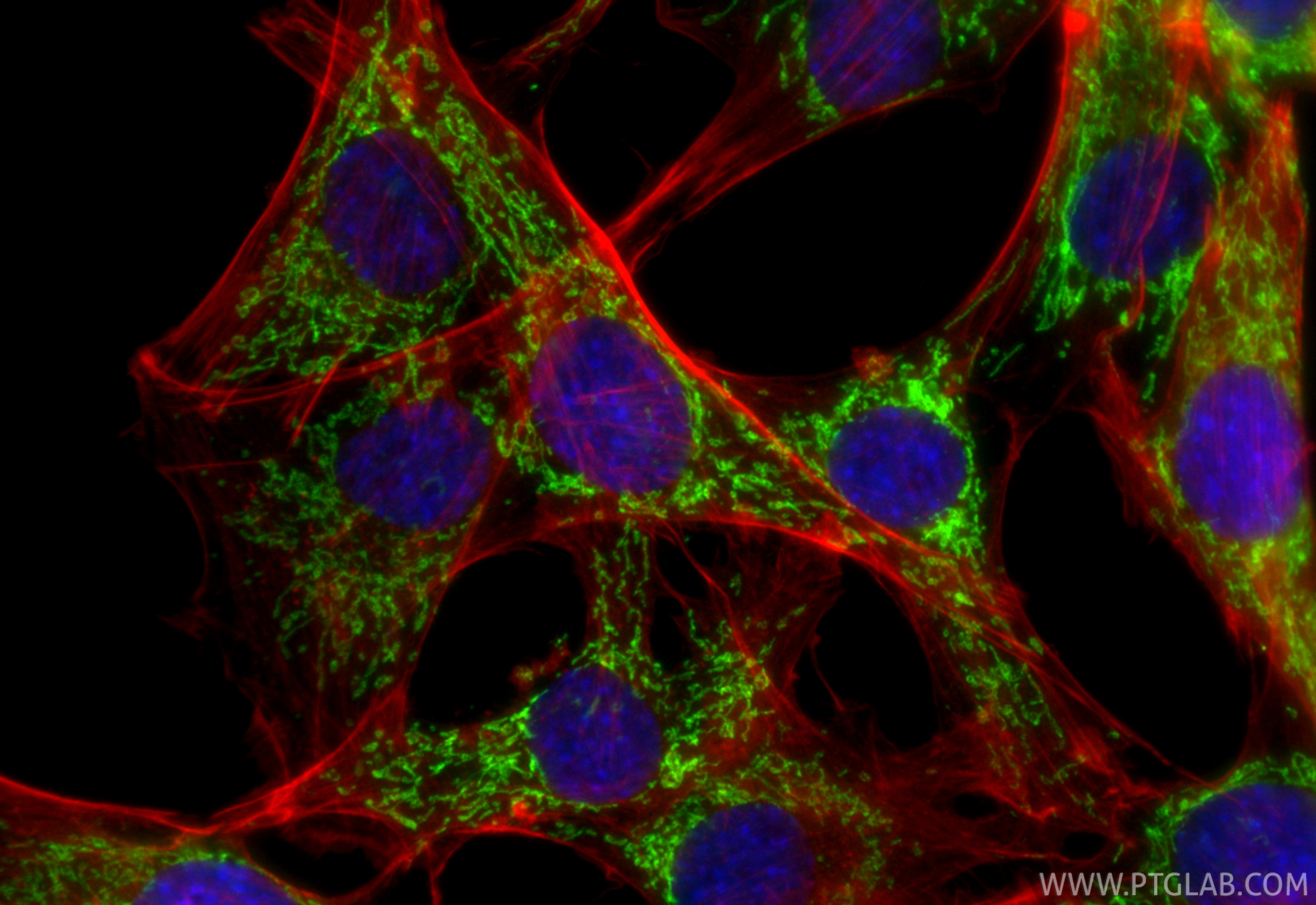 Immunofluorescent analysis of (4% PFA) fixed C2C12 cells using CoraLite® Plus 488 ALDH2 antibody (CL488-86429-5, Clone: 251287E9 ) at dilution of 1:200, CL594-phalloidin (red). IF Staining of C2C12 using CL488-86429-5