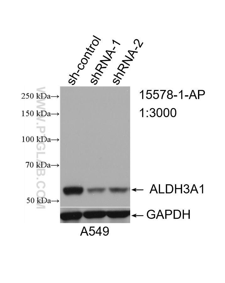 WB analysis of A549 using 15578-1-AP