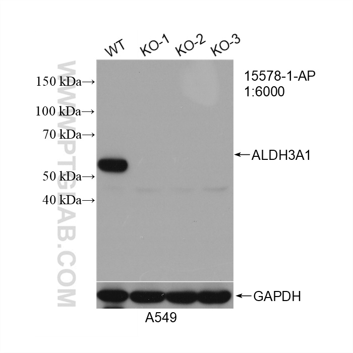 WB analysis of A549 using 15578-1-AP