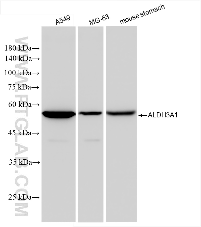 WB analysis using 85725-1-RR