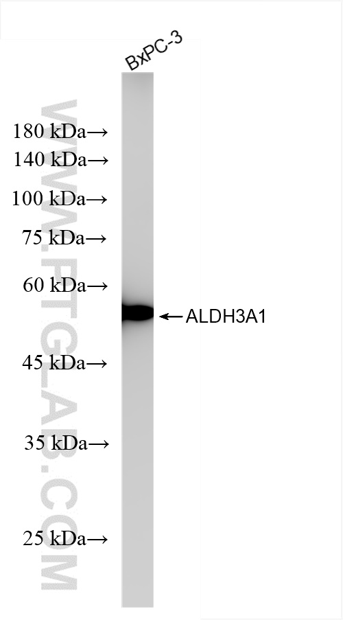 WB analysis of BxPC-3 using 85725-1-RR