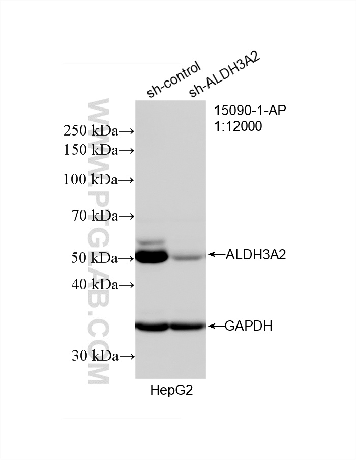 WB result of ALDH3A2 antibody (15090-1-AP; 1:12000; incubated at room temperature for 1.5 hours) with sh-Control and sh-ALDH3A2 transfected HepG2 cells. WB analysis of HepG2 using 15090-1-AP