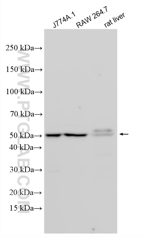 Various lysates were subjected to SDS PAGE followed by western blot with 19446-1-AP (ALDH3B1 antibody) at dilution of 1:3000 incubated at room temperature for 1.5 hours. WB analysis using 19446-1-AP