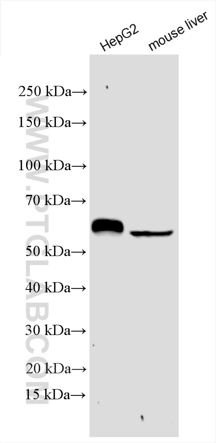 WB analysis using 17319-1-AP