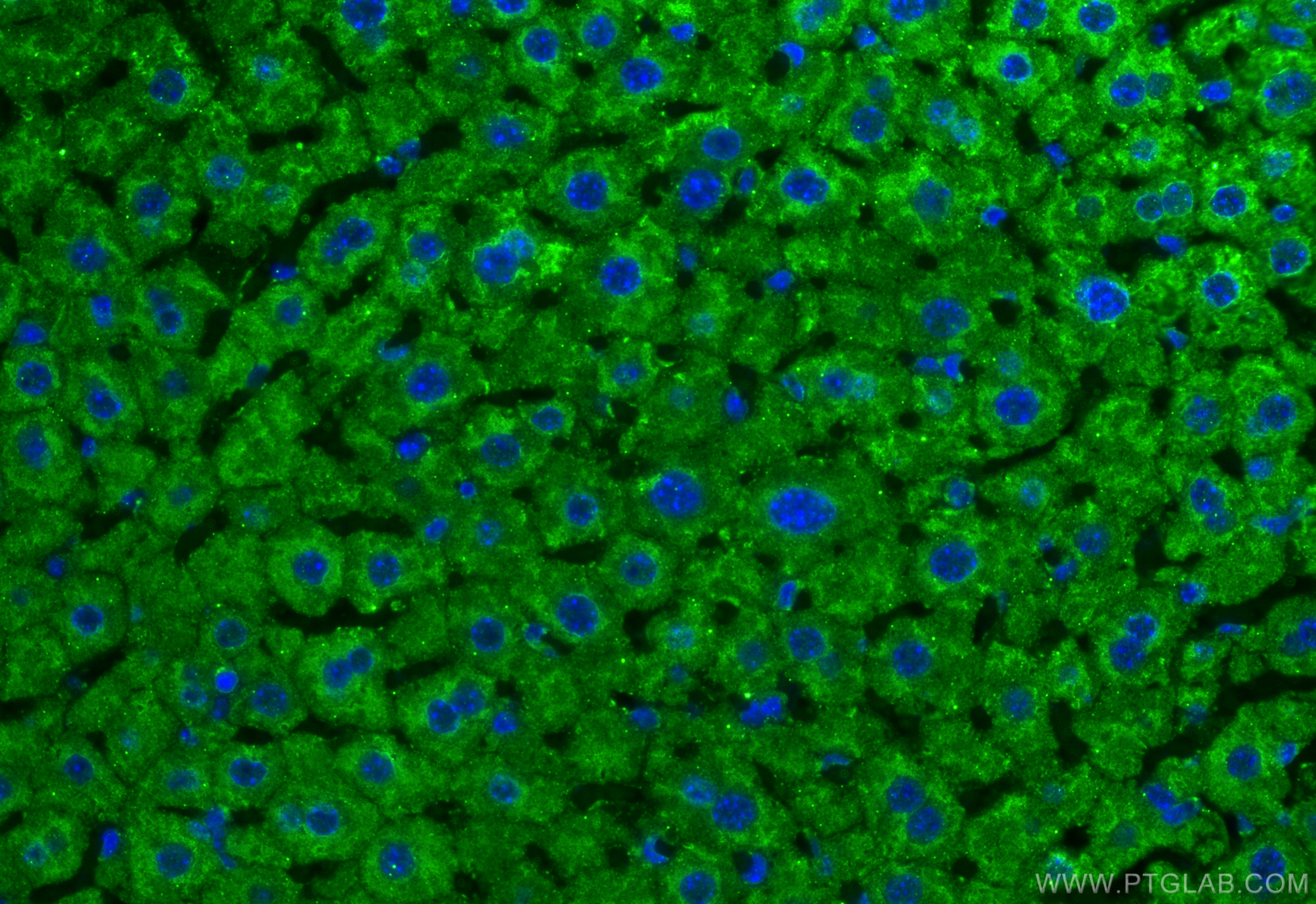 IF Staining of mouse liver using 67347-1-Ig