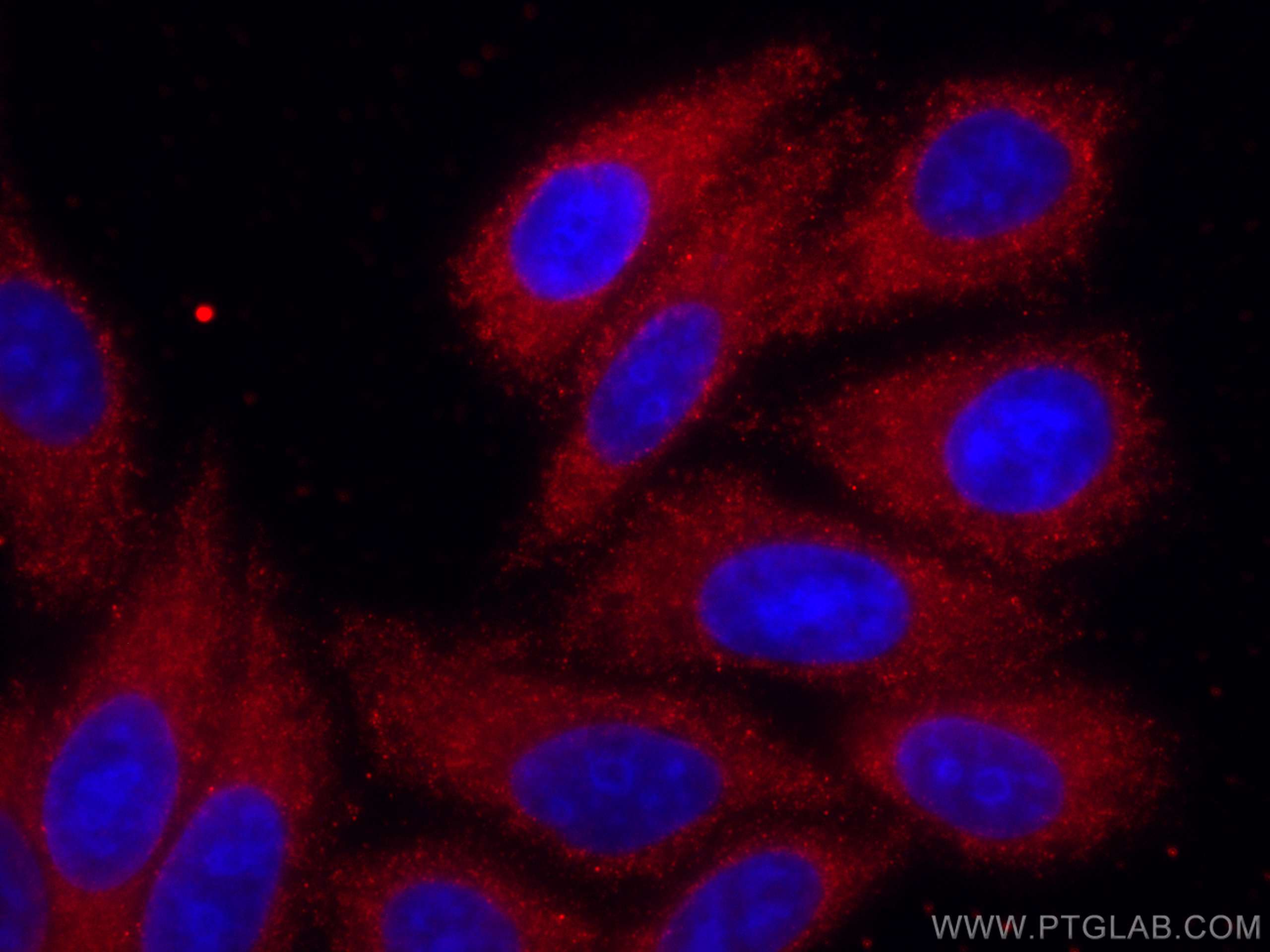 IF Staining of HepG2 using CL594-67347