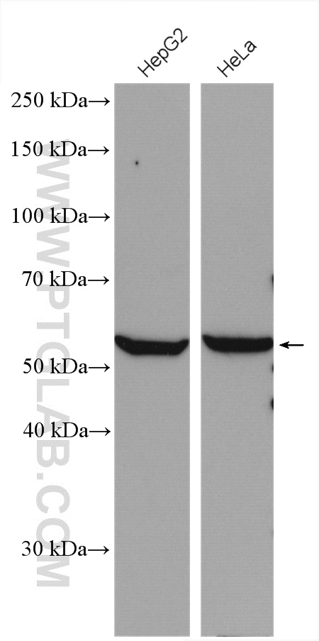 WB analysis using 10368-1-AP