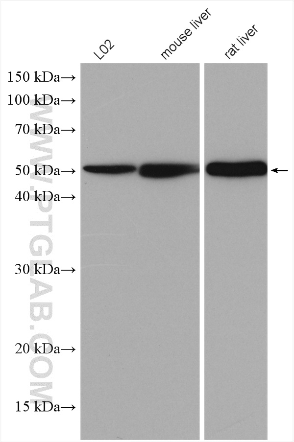 WB analysis using 21602-1-AP