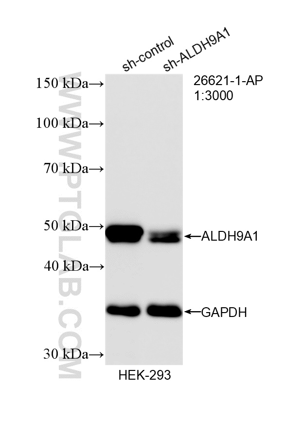 WB analysis of HEK-293 using 26621-1-AP