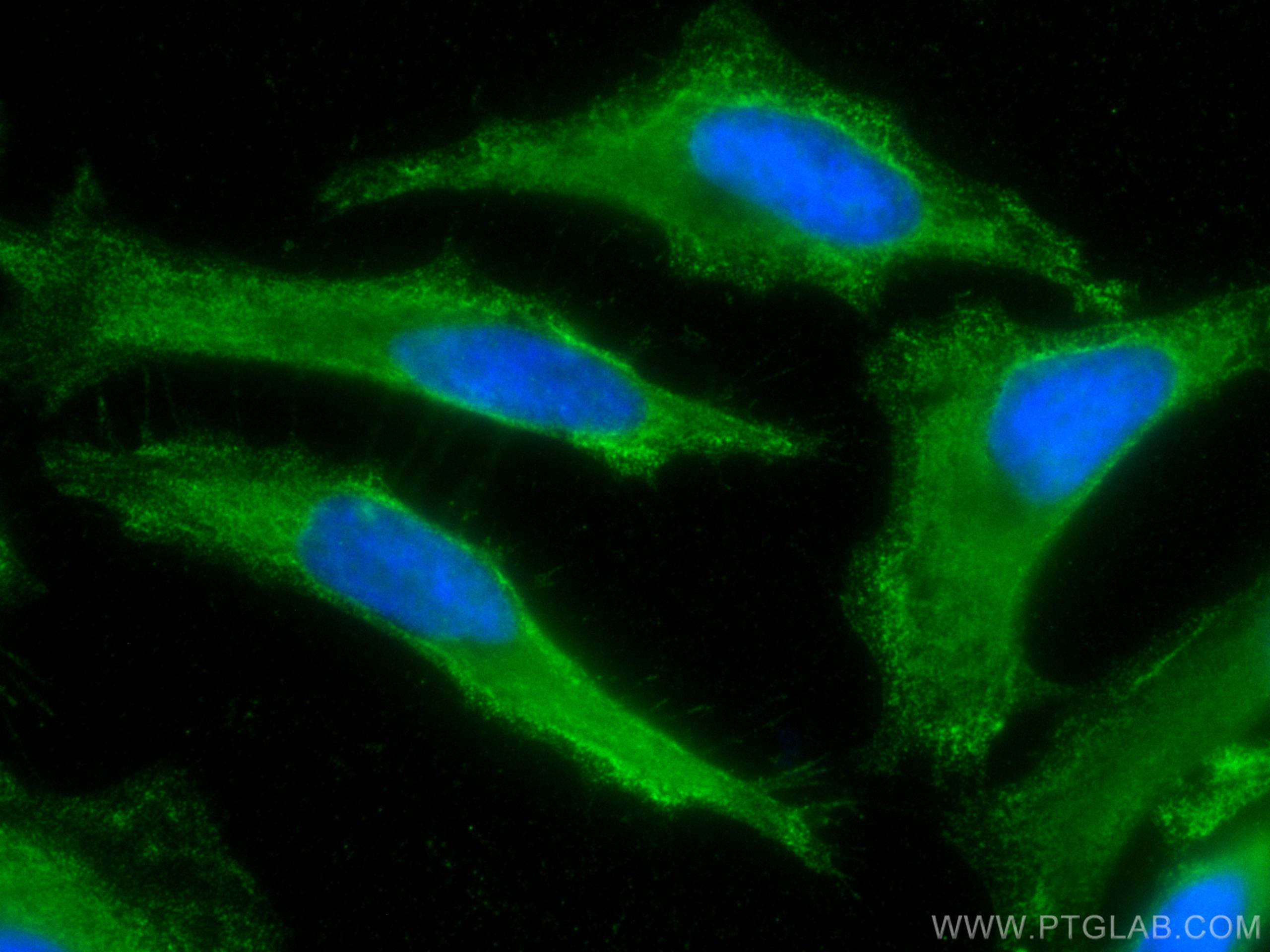 IF Staining of HeLa using CL488-67372