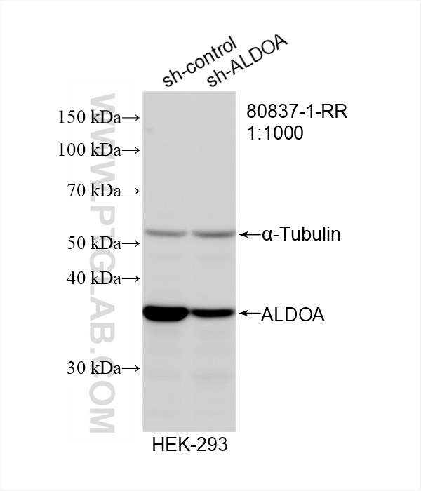 WB analysis of HEK-293 using 80837-1-RR