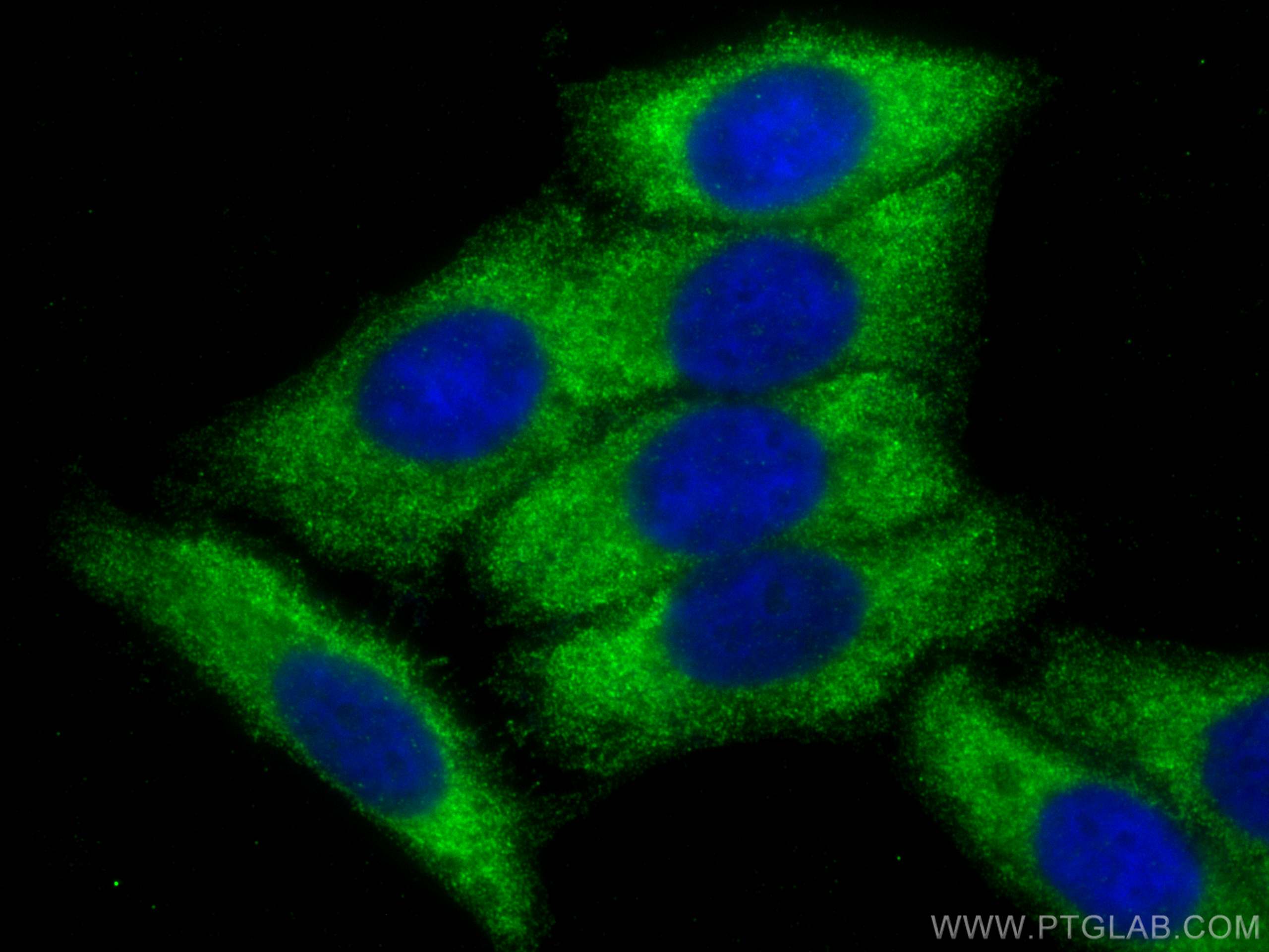 IF Staining of HepG2 using 68396-1-Ig