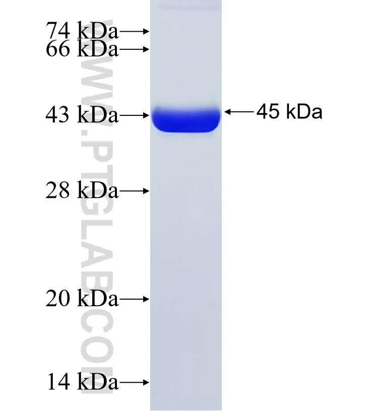 ALDOC fusion protein Ag6779 SDS-PAGE