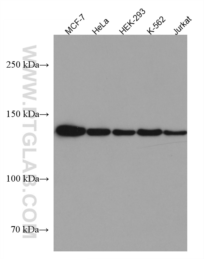 WB analysis using 67283-1-Ig