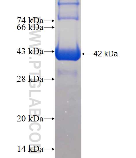 ALG13 fusion protein Ag14763 SDS-PAGE