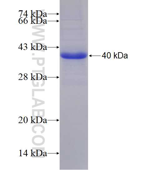 ALG2 fusion protein Ag8146 SDS-PAGE