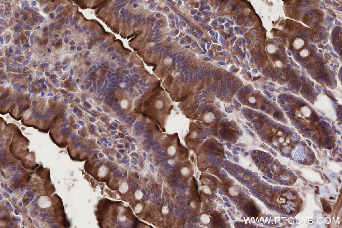 IHC staining of mouse small intestine using 28084-1-AP IHC staining of mouse small intestine using 28084-1-AP