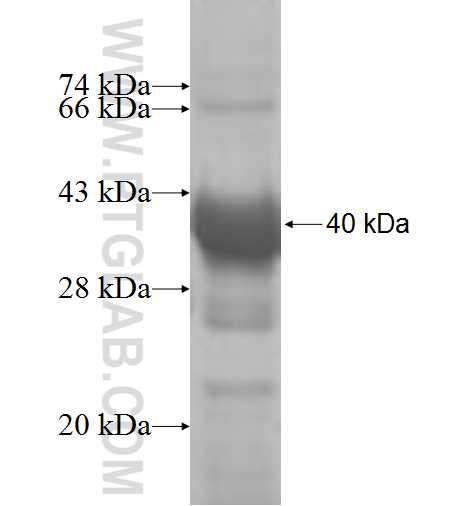 ALG5 fusion protein Ag8990 SDS-PAGE