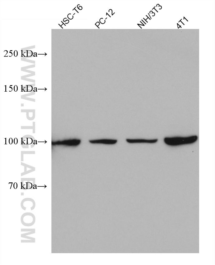 WB analysis using 67715-1-Ig