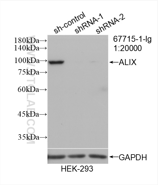 WB analysis of HEK-293 using 67715-1-Ig (same clone as 67715-1-PBS)
