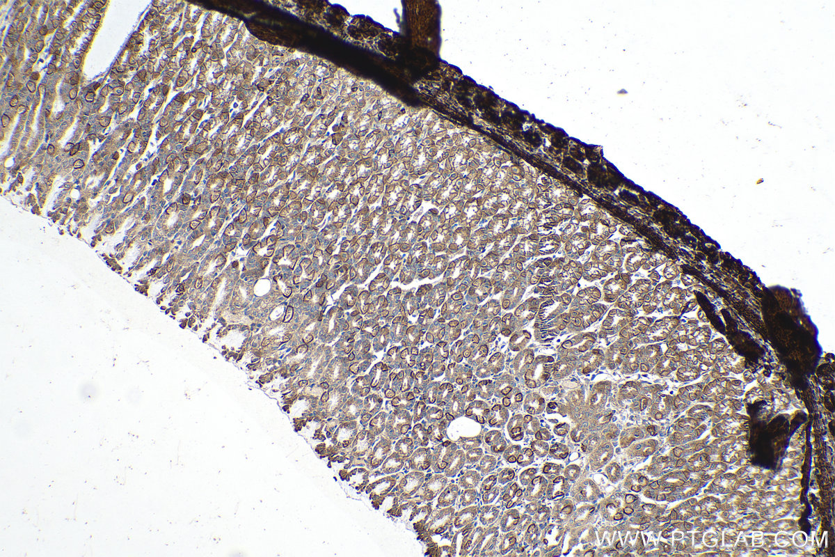 IHC staining of rat stomach using 12292-1-AP