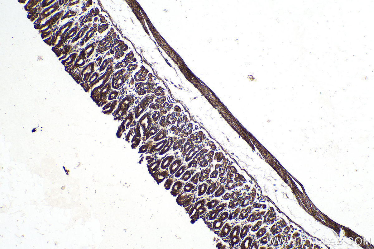 IHC staining of mouse stomach using 12292-1-AP