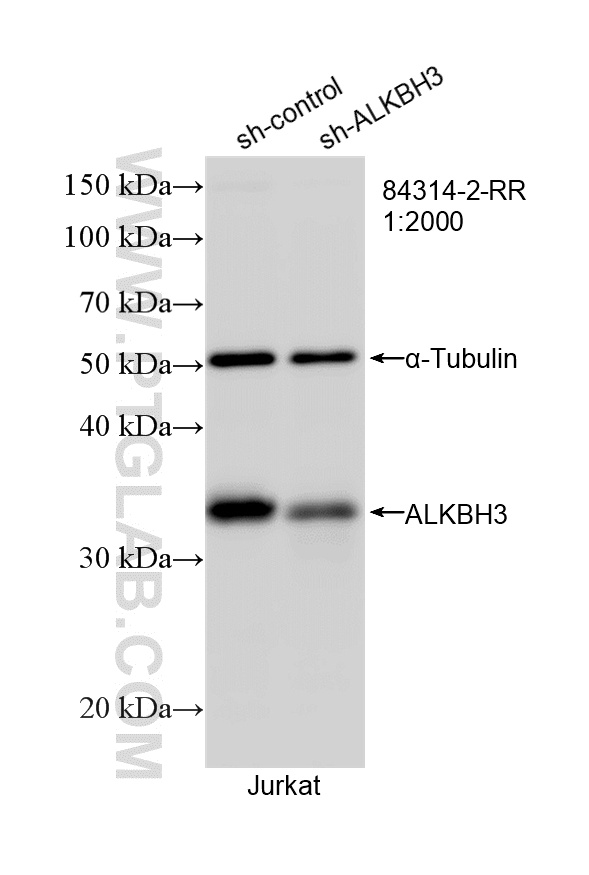 WB analysis of Jurkat using 84314-2-RR