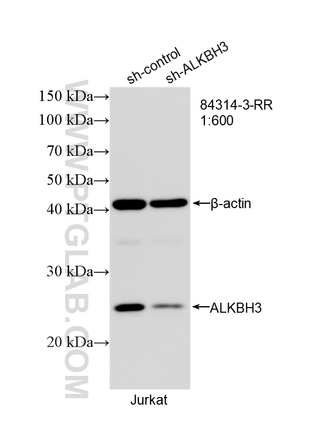 WB analysis of Jurkat using 84314-3-RR