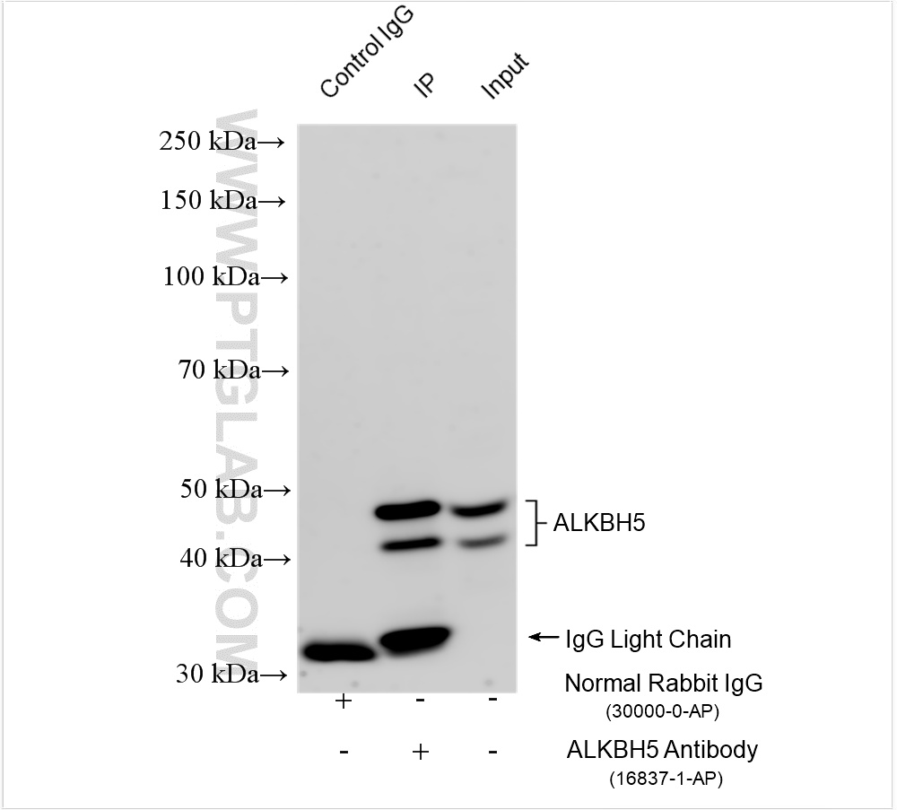 IP experiment of HeLa using 16837-1-AP