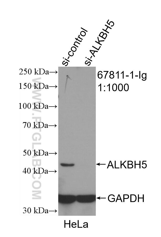 WB analysis of HeLa using 67811-1-Ig