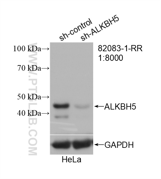 WB analysis of HeLa using 82083-1-RR