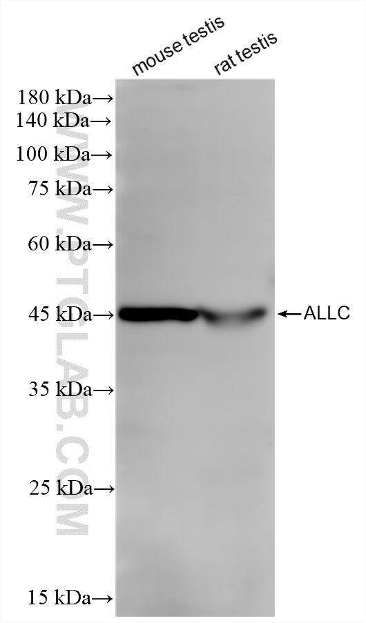 Various lysates were subjected to SDS PAGE followed by western blot with <a class='green' href='/productredirect?CatalogNo=87443-1-RR' target='_blank'>87443-1-RR</a> (ALLC antibody) at dilution of 1:1000 incubated at room temperature for 1.5 hours. This data was developed using the same antibody clone with 87443-1-PBS in a different storage buffer formulation. WB analysis using 87443-1-RR (same clone as 87443-1-PBS)