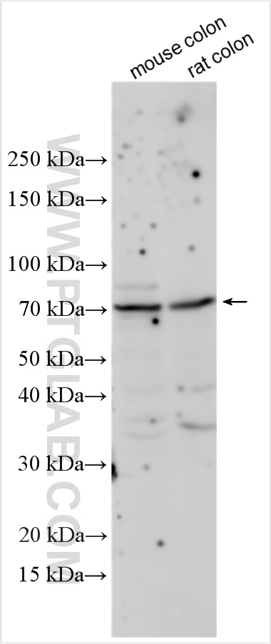 WB analysis using 13286-1-AP
