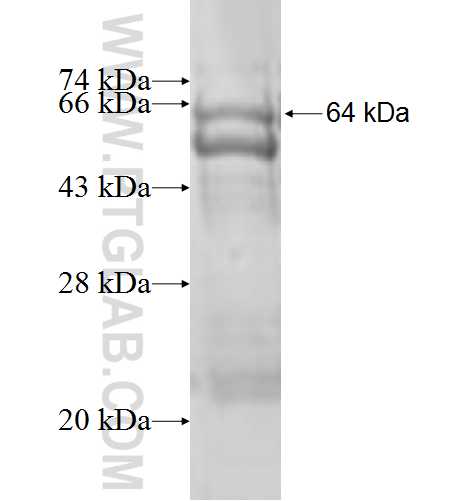ALOX15B fusion protein Ag3741 SDS-PAGE