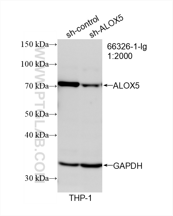 WB analysis of THP-1 using 66326-1-Ig