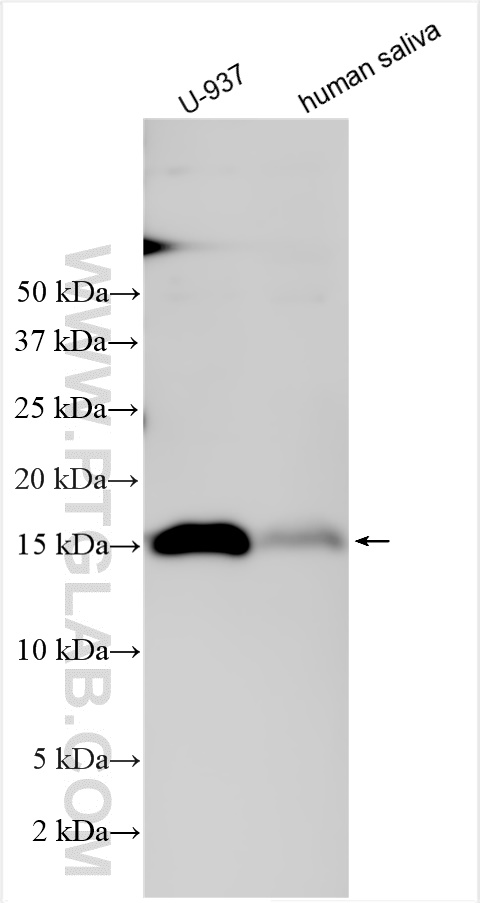 WB analysis using 12864-1-AP