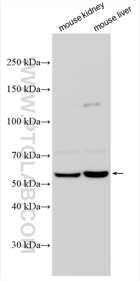 WB analysis using 33485-1-AP