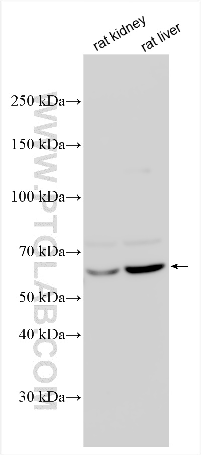 WB analysis using 33485-1-AP