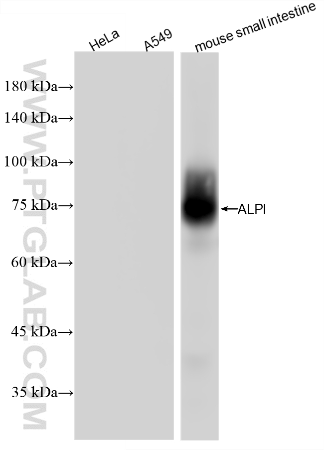 WB analysis of mouse small intestine using 86505-1-RR